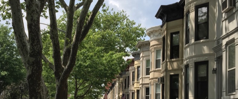 Row houses with round bay fronts along a sycamore-lined street in Bay Ridge, Brooklyn